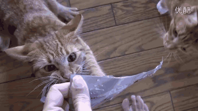 只需要一只塑料袋就能钓到猫,最后的好戏让你哭笑不得!