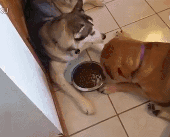 341_275gif 动态图 动图