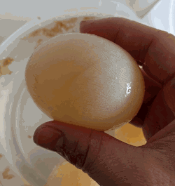 鸡蛋到底能不能变成弹力球?